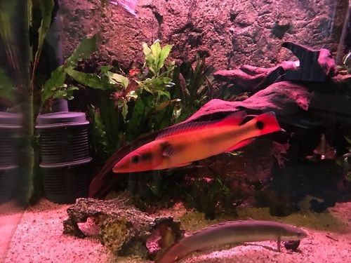 孔雀龍魚種類及圖片介紹圖大全 龍魚百科 第15張 孔雀龍魚種類及圖片介紹圖大全 孔雀龍魚種類及圖片介紹圖大全 龍魚百科 第15張