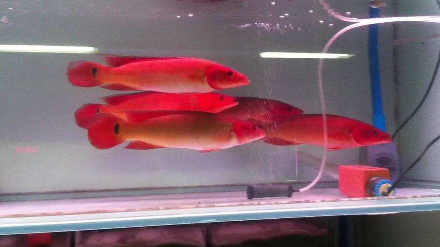 孔雀龍魚種類及圖片介紹圖大全 龍魚百科 第10張 孔雀龍魚種類及圖片介紹圖大全 孔雀龍魚種類及圖片介紹圖大全 龍魚百科 第10張