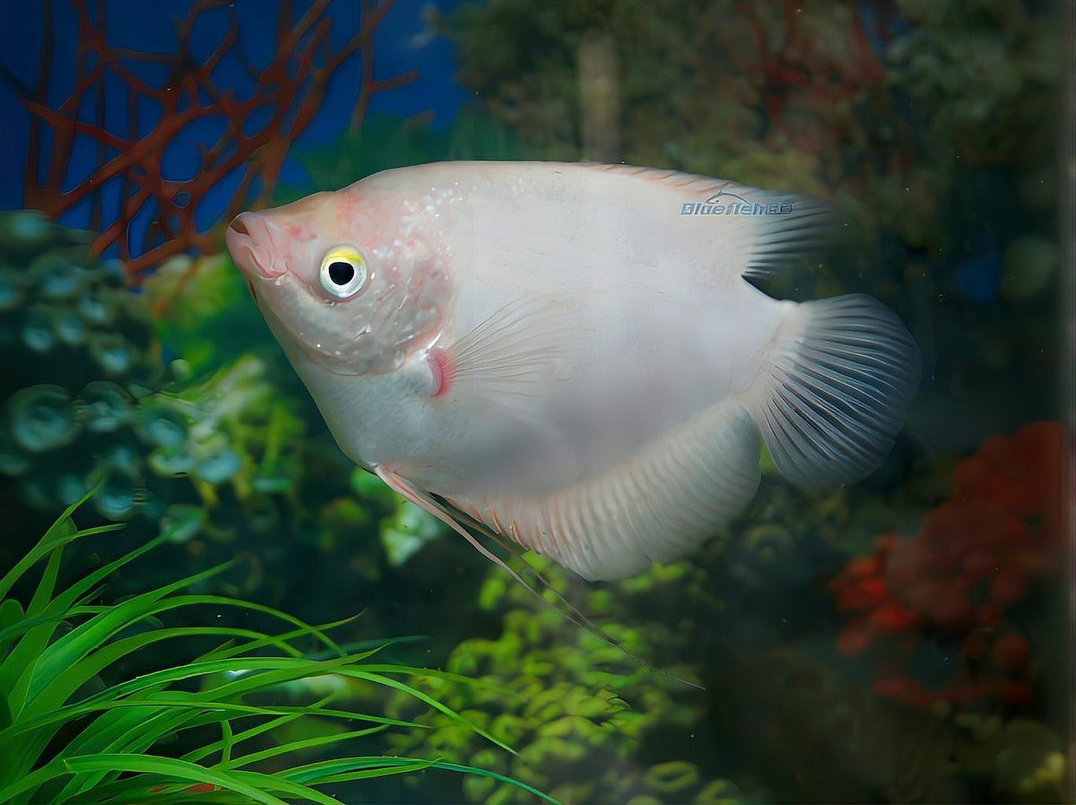 招財魚和金龍魚混養好嗎圖片