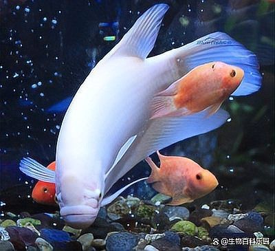 招財魚和金龍魚混養好嗎圖片