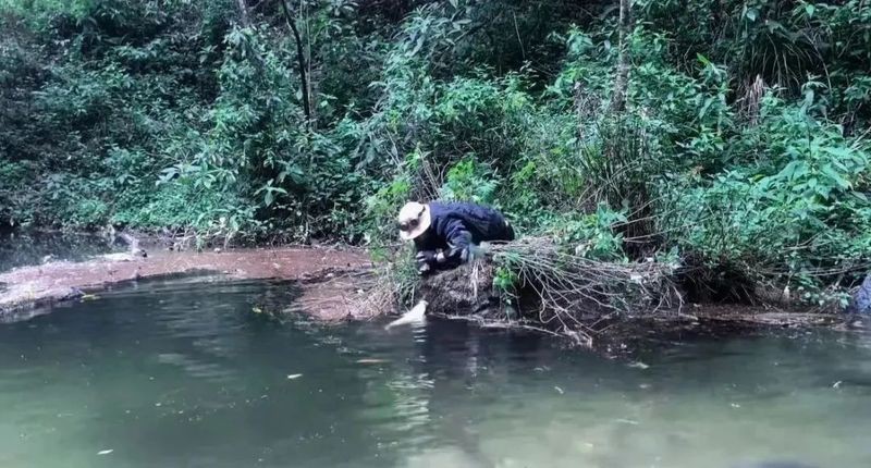 哀牢山不明生物