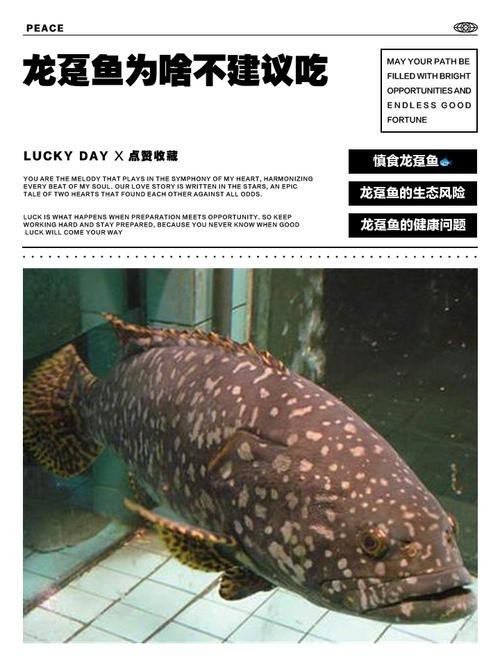 哪里可以買到活龍躉魚？