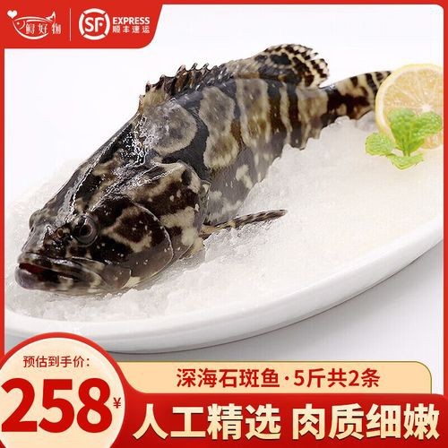 哪里可以買到活龍躉魚？