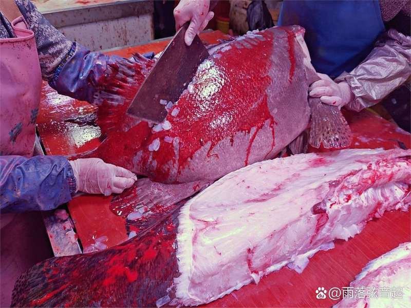 龍魚浮頭沉尾怎么辦？，如何判斷龍魚是否缺氧