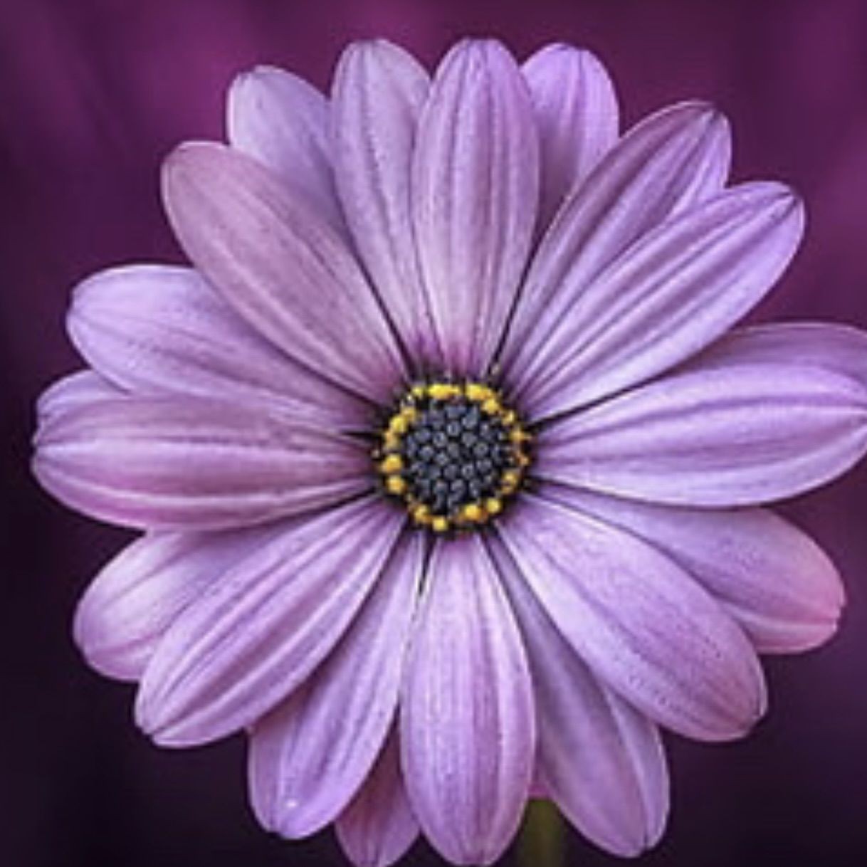 虎魚一邊三紋一邊四紋 虎魚一邊三紋一邊四紋 龍魚論壇 第2張