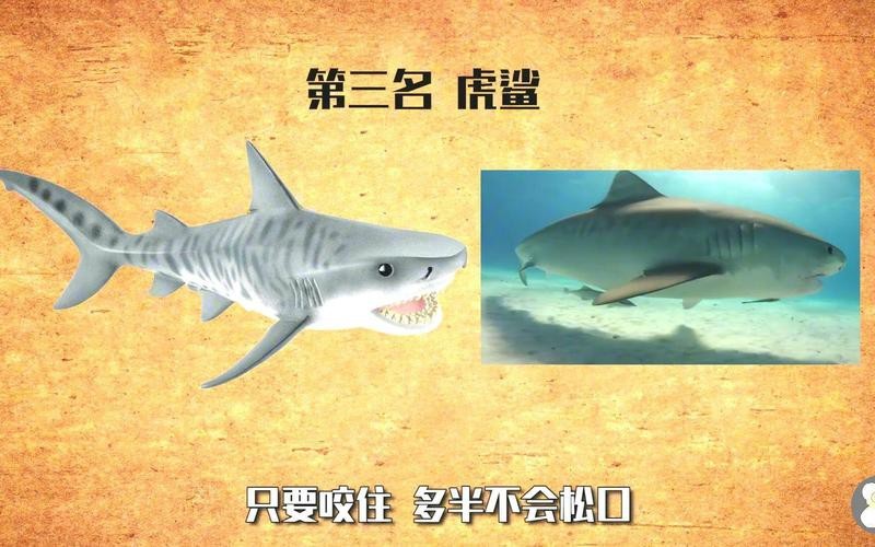 十大最強(qiáng)鯊魚排名