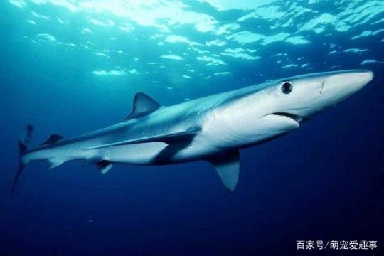 十大最強(qiáng)鯊魚排名