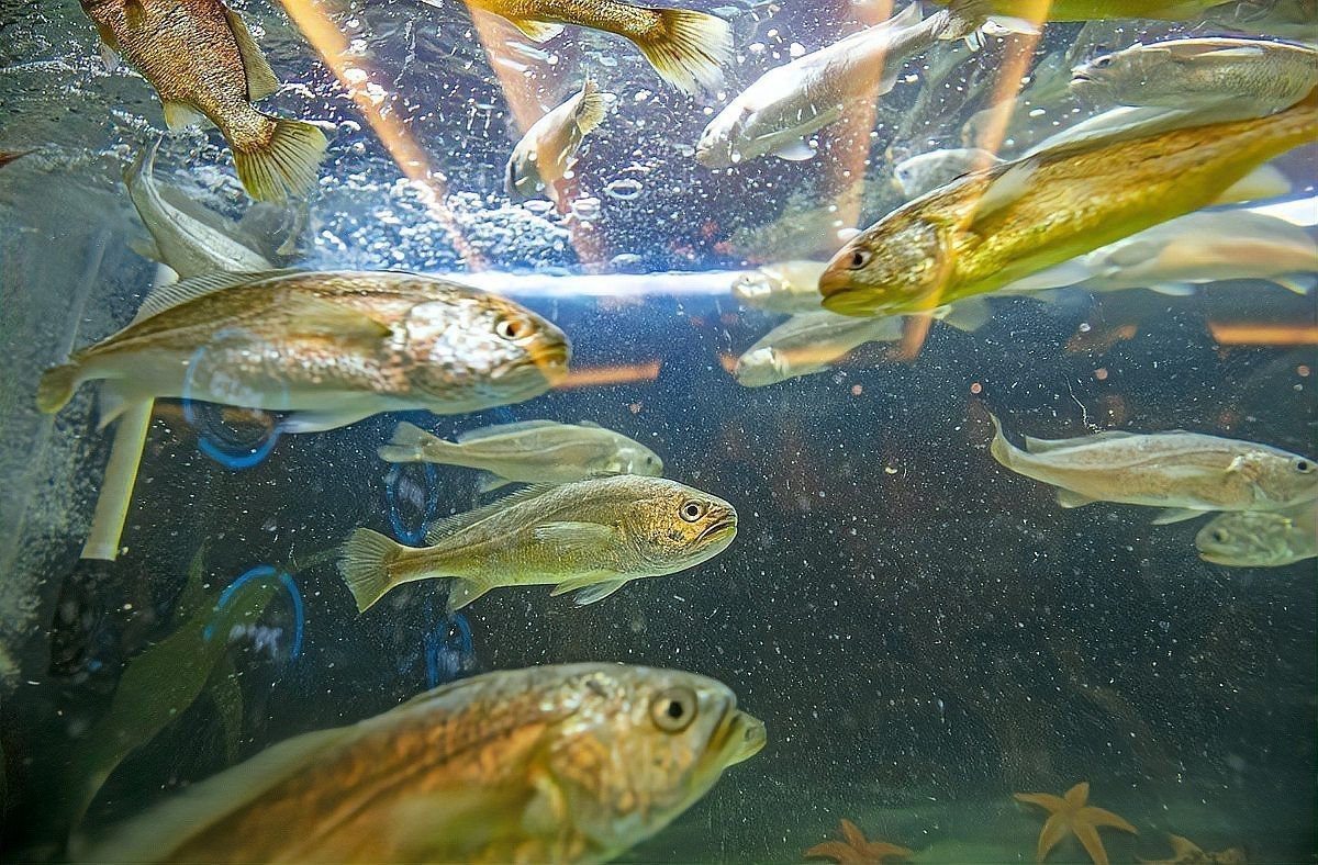 曼龍魚是原生魚嗎 曼龍魚是原生魚嗎 龍魚百科 第2張