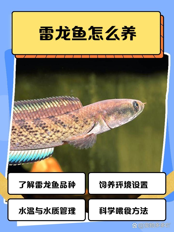 雷龍魚的最佳養殖溫度是多少？