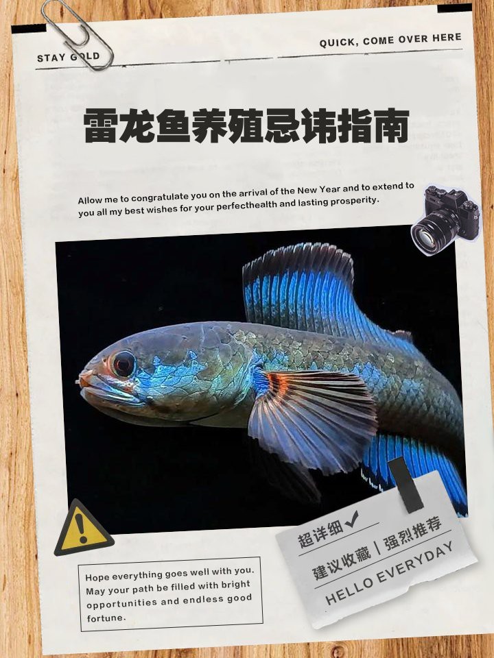 雷龍魚的最佳養殖溫度是多少？