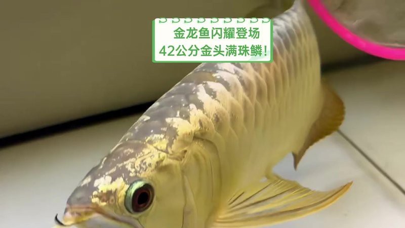 金色奧龍金龍魚