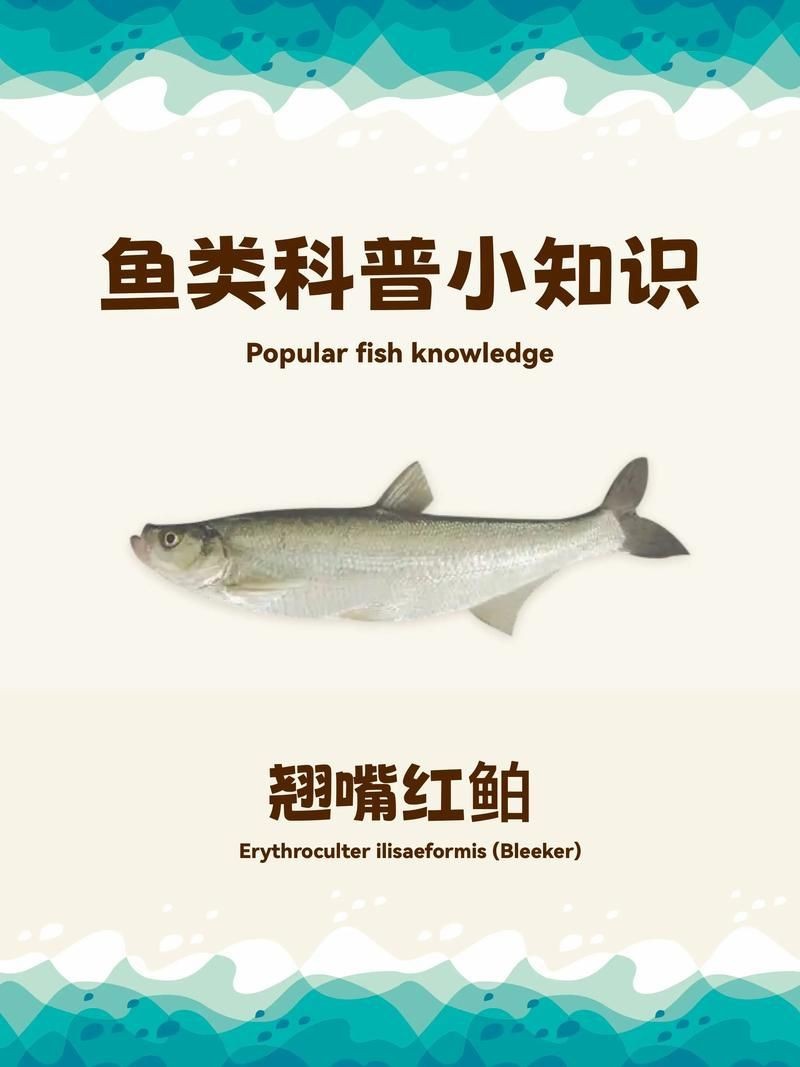 紅翹嘴魚圖片大全