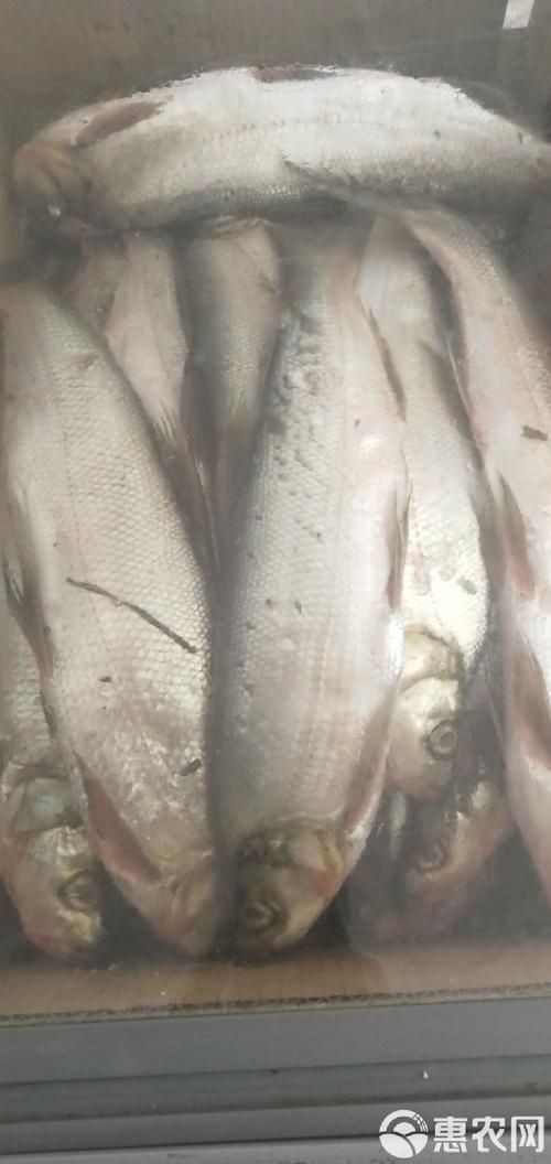 紅翹嘴魚圖片大全