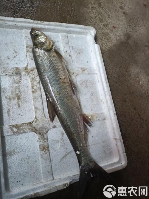 紅翹嘴魚圖片大全