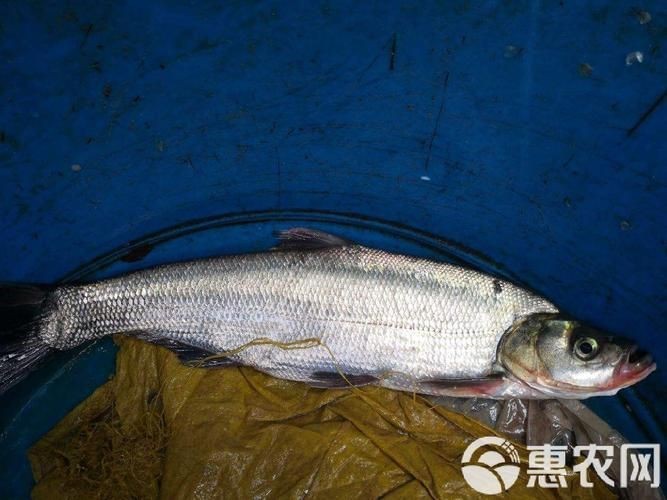 紅翹嘴魚圖片大全