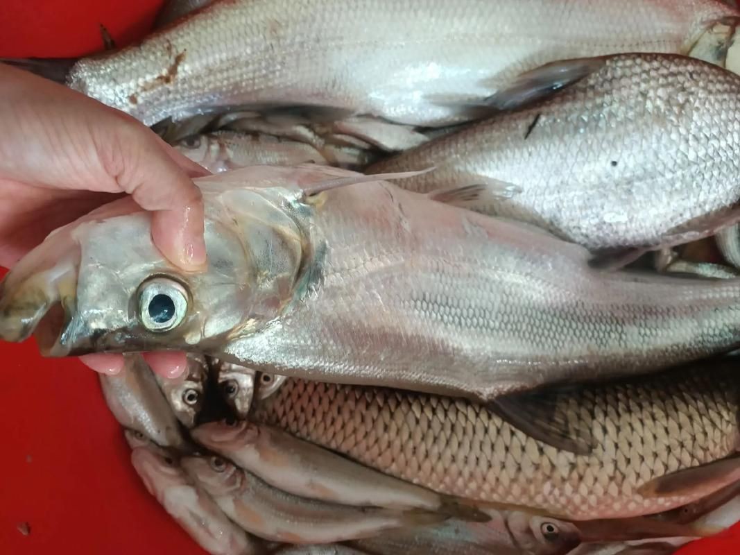 紅翹嘴魚圖片大全