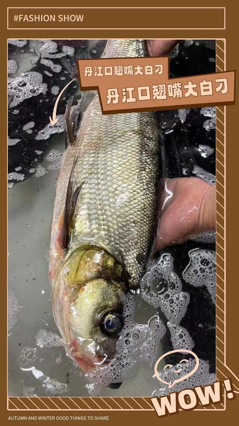 紅翹嘴魚圖片大全