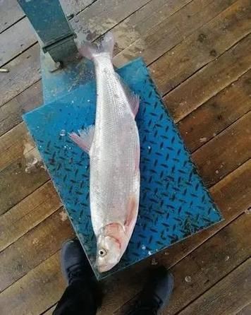 紅翹嘴魚圖片大全