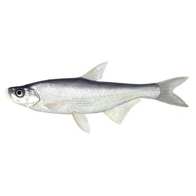 紅翹嘴魚圖片大全