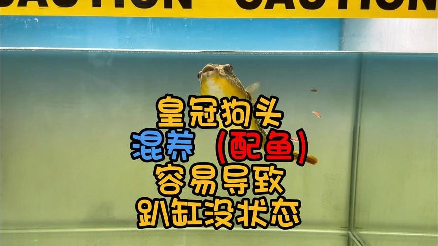 斑馬狗頭可以和龍魚混養(yǎng)嗎圖片
