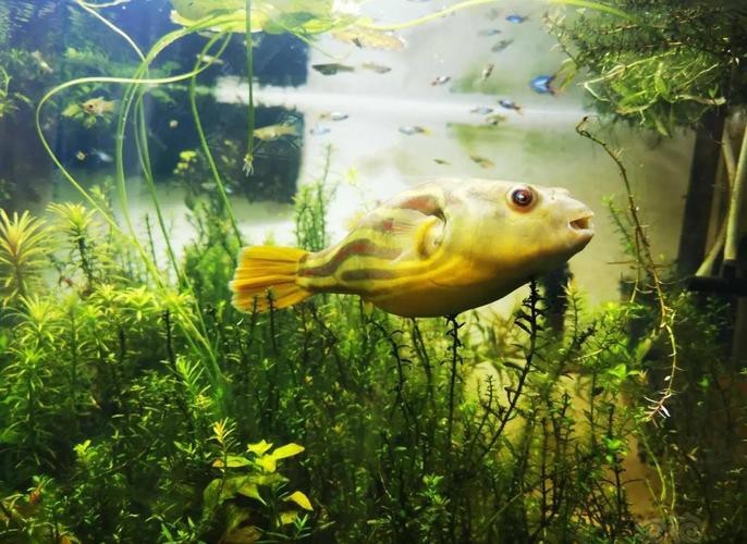 斑馬狗頭可以和龍魚混養(yǎng)嗎圖片