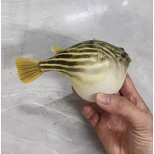 斑馬狗頭可以和龍魚混養(yǎng)嗎圖片