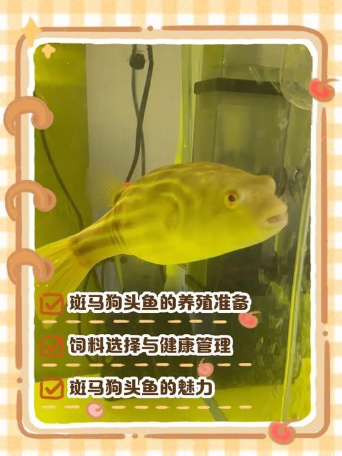 斑馬狗頭可以和龍魚混養(yǎng)嗎圖片