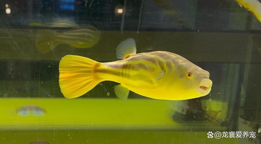 斑馬狗頭可以和龍魚混養(yǎng)嗎圖片