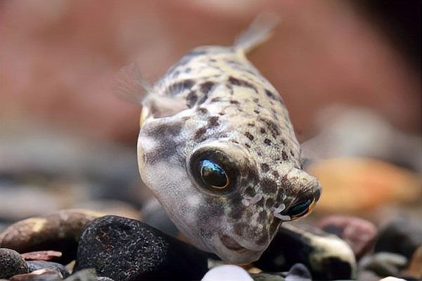 斑馬狗頭可以和龍魚混養(yǎng)嗎圖片