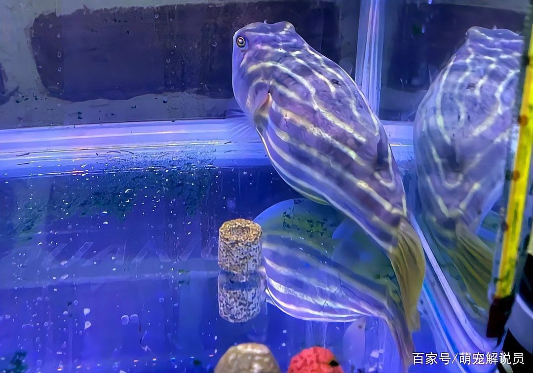斑馬狗頭可以和龍魚混養(yǎng)嗎圖片