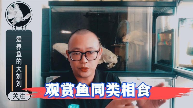 斑馬狗頭可以和龍魚混養(yǎng)嗎圖片