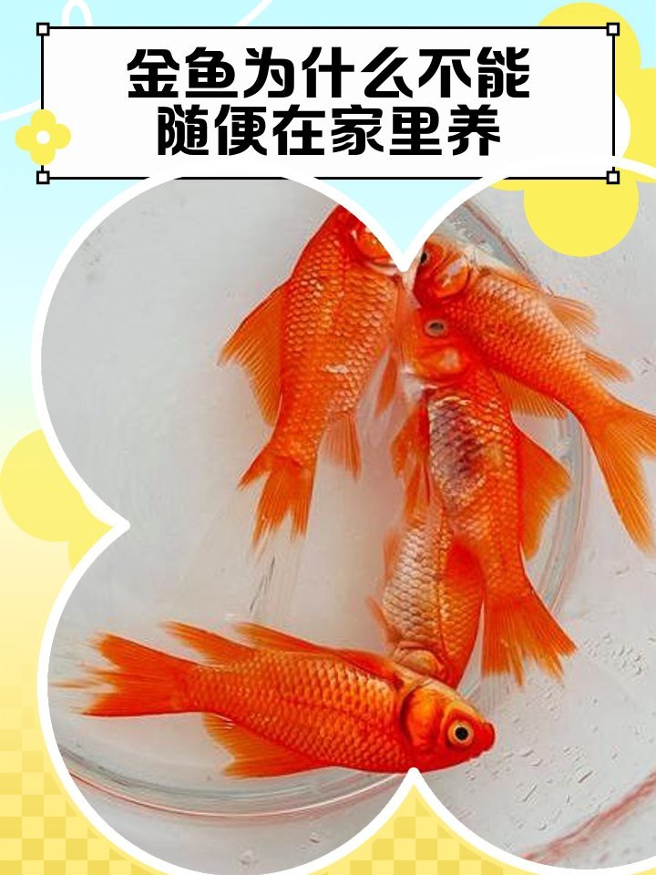 養小金魚10大忌