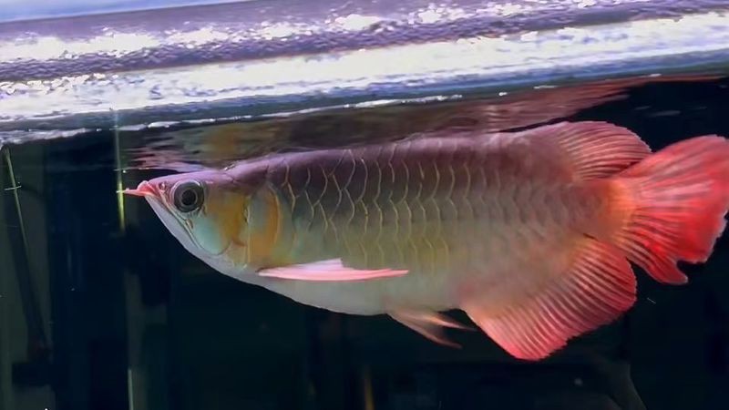 短身紅龍魚屬于什么檔次