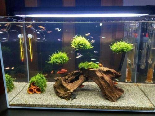 柳州市魚峰區(qū)森森水族經(jīng)營部（柳州市魚峰區(qū)森森水族經(jīng)營部地址）