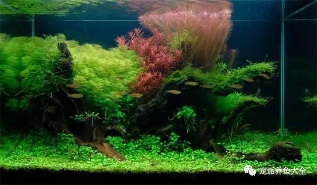 安國市慕龍居水族店（安國市慕龍居水族店電話）