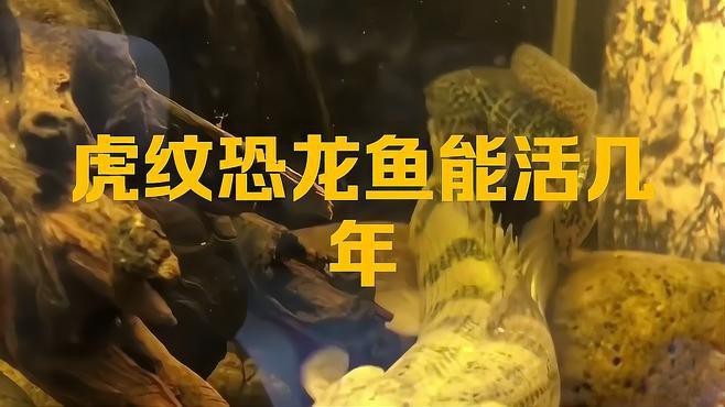 虎紋恐龍魚壽命