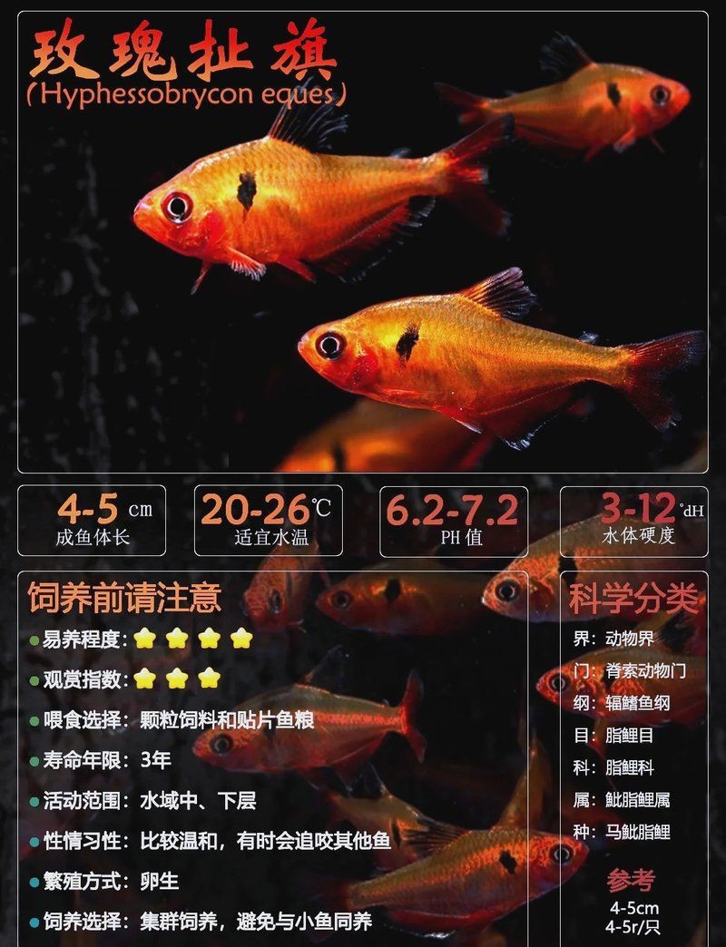 紅尾扯旗魚好養(yǎng)嗎