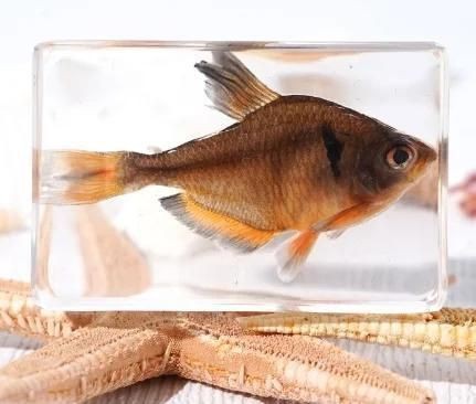 紅尾扯旗魚好養(yǎng)嗎