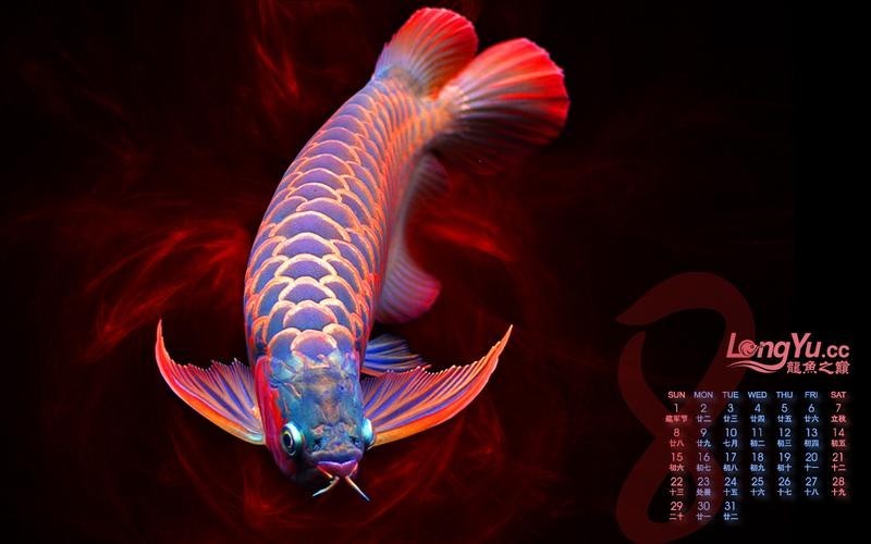 龍魚背景圖片大全高清圖無水印