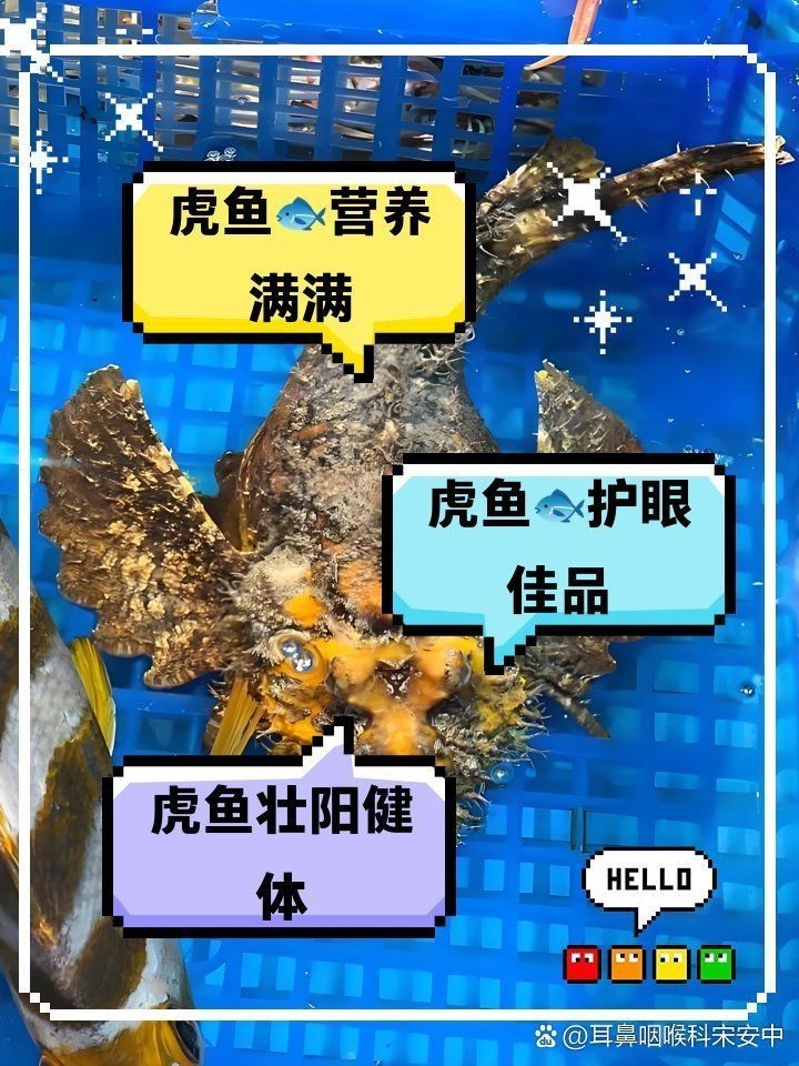 虎魚治什么病最好