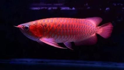 香港魚缸品牌排行榜前十位（香港魚缸品牌排行榜前十位圖片）