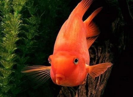 76年屬龍魚缸放哪里好