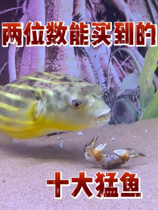 狗頭魚哪種最兇最好養 龍魚論壇 第3張 狗頭魚哪種最兇最好養 狗頭魚哪種最兇最好養 龍魚論壇 第3張