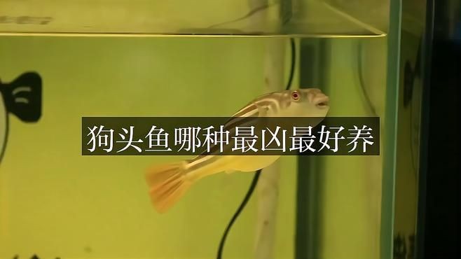 狗頭魚哪種最兇最好養 龍魚論壇 第1張 狗頭魚哪種最兇最好養 狗頭魚哪種最兇最好養 龍魚論壇 第1張