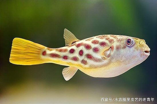 狗頭魚哪種最兇最好養 龍魚論壇 第6張 狗頭魚哪種最兇最好養 狗頭魚哪種最兇最好養 龍魚論壇 第6張
