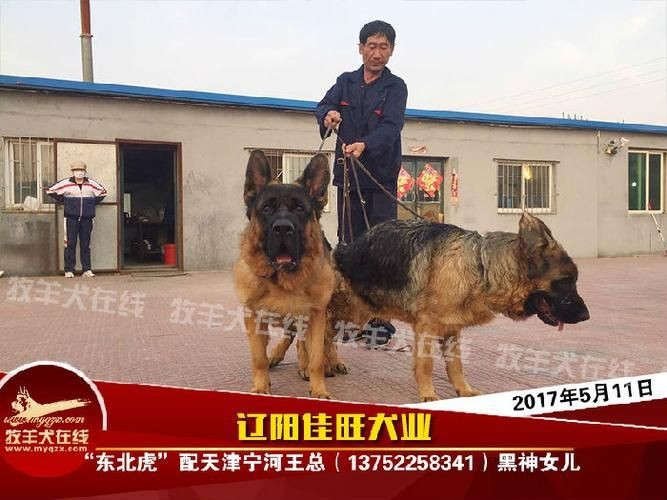 虎的三界帶血真品圖片