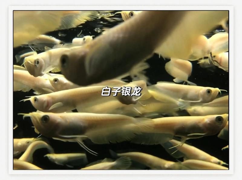 紅眼白子銀龍最不值錢的顏色 紅眼白子銀龍最不值錢的顏色 龍魚論壇 第3張