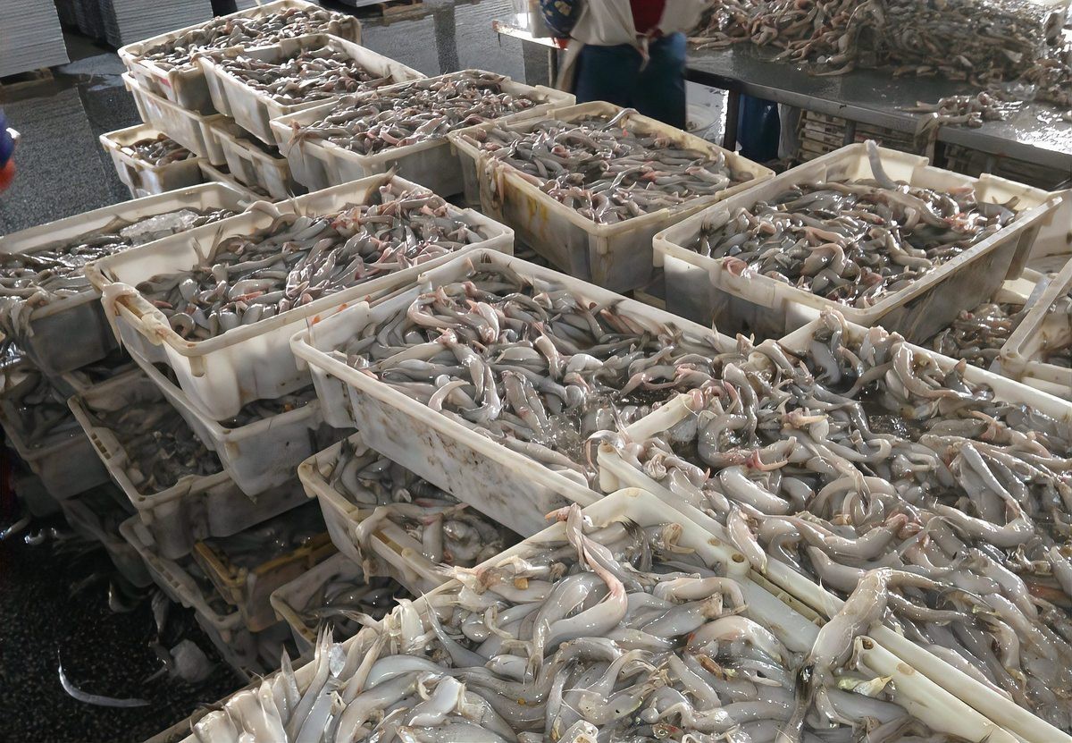 龍頭魚為什么會被做成魚丸？