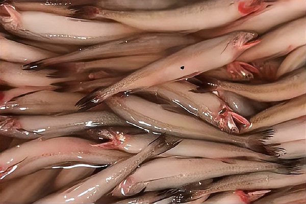 龍頭魚為什么會被做成魚丸？