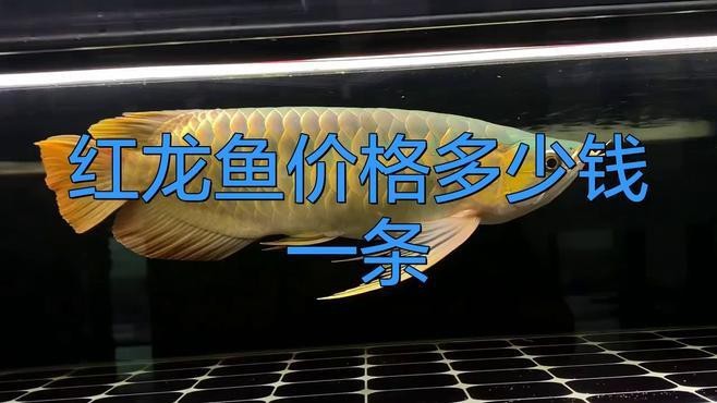 血紅龍魚的市場需求如何？